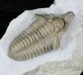 Large Snout Nosed Spathacalymene Trilobite - Rare! #22499-6